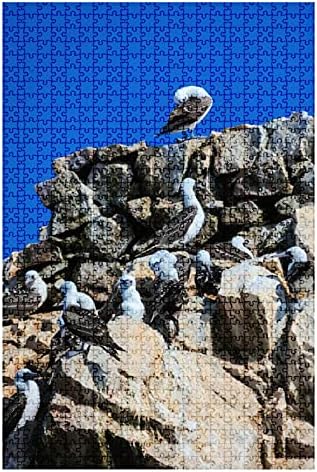 500Piece Puzzle Flock of Blue Footed Boobies on The Ballestas Islands Off The Coast of Indoor Activities Difficult Jigsaw Puzzle Set for Adults Children Educational Toys Gift