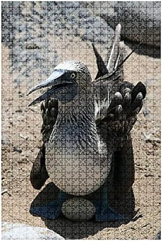 1000 Piece Puzzle Blue Footed Booby at Galapagos Island of Seymur Norte Ecuador Indoor Activities Difficult Jigsaw Puzzle Set for Adults Children Educational Toys Gift