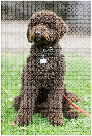 1000 Piece Puzzle Chocolate Brown Labradoodle Male Puppy Sitting and Looking a Way Indoor Activities Difficult Jigsaw Puzzle Set for Adults Children Educational Toys Gift