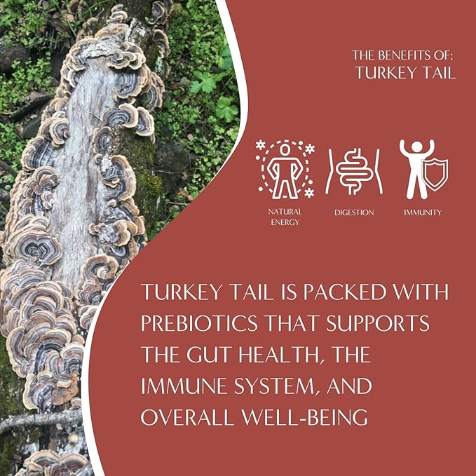 Teeccino Turkey Tail Astragalus Coffee Alternative - Toasted Maple - Adaptogenic Herbal Mushroom Coffee, Medium Roast, Caffeine Free, Prebiotic, Acid Free, All-Purpose Grind - 10 Oz