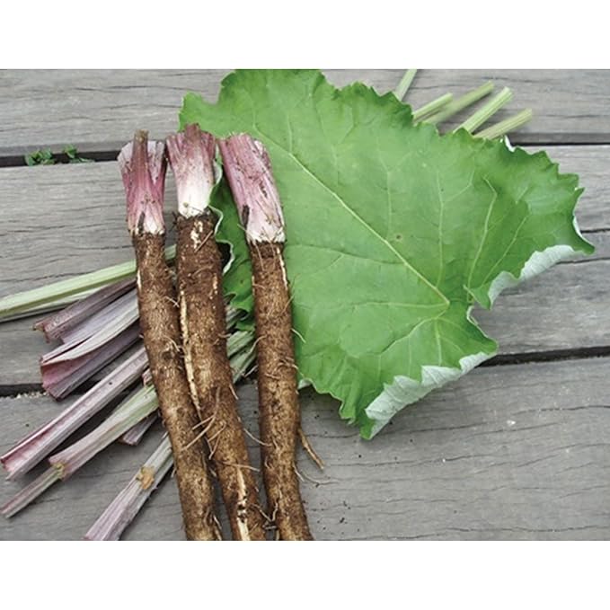 GAGOPA Dried and Roasted Burdock Root – 100% Korean Burdock, Premium Herbal Tea Ingredient, Earthy Smooth Flavor, Pure with Rich Flavor 300g