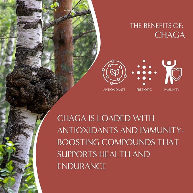 Teeccino Chaga Ashwagandha Coffee Alternative, 5 Lb Bag - Butterscotch Cream - Organic, Adaptogenic Herbal Mushroom Coffee, Medium Roast, Caffeine Free, Prebiotic, Acid Free, Gluten Free