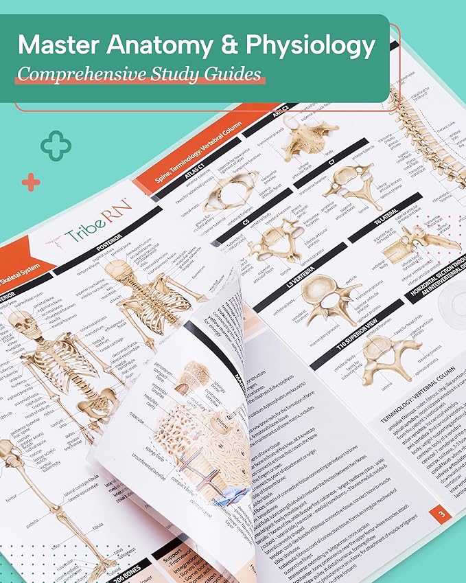 TribeRN Anatomy & Physiology Study Guides - Set of 10 Human Anatomy Guides for Nursing Students, School, College, Medical Professions - 12 Topics on Body Systems w/ Reference Charts & Terminology